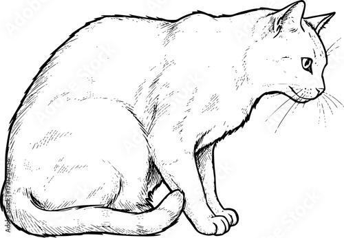 Realistic black and white sketch of a cat