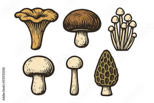 Assortment of various edible wild mushrooms including chanterelle, shiitake, enoki, button, and morel fungi