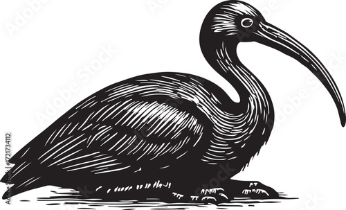 Detailed black and white engraving of a crested ibis bird with a long curved beak sitting on a textured surface