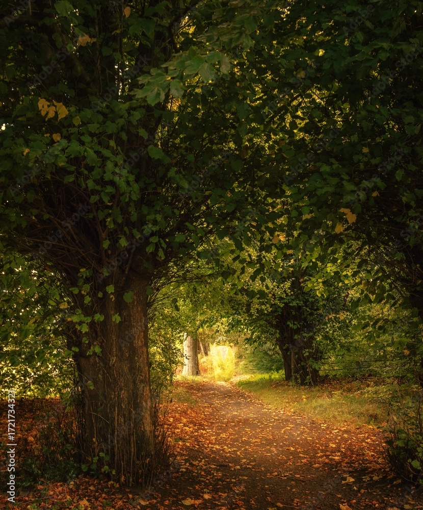 Naklejka premium autumn in the forest