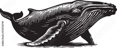 Majestic humpback whale and calf illustration in vintage engraving style with detailed texture and dramatic contrast