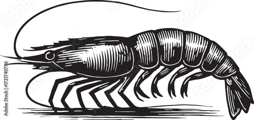 Vintage engraving style illustration of a shrimp or prawn with detailed legs and antennae on a white background