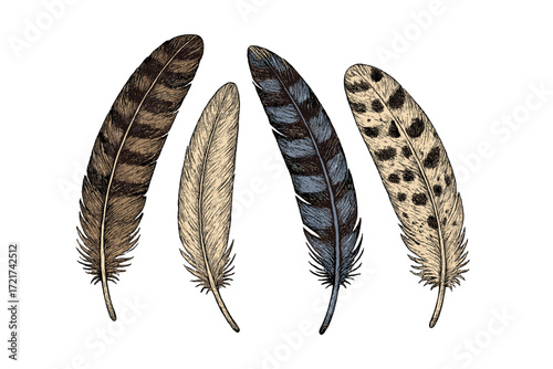 Detailed hand-drawn collection of natural bird feathers featuring diverse patterns and earthy color tones on a white background