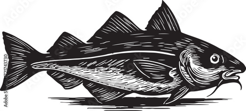 Detailed black and white woodcut illustration of a codfish with distinct dorsal fins and a prominent lateral line isolated on a white background