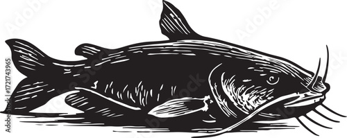 Detailed black and white woodcut illustration of a large catfish with prominent whiskers and fins on a white background