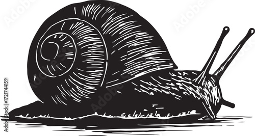 Detailed black and white woodcut illustration of a garden snail with a spiraled shell and prominent antennae moving slowly on a wet surface