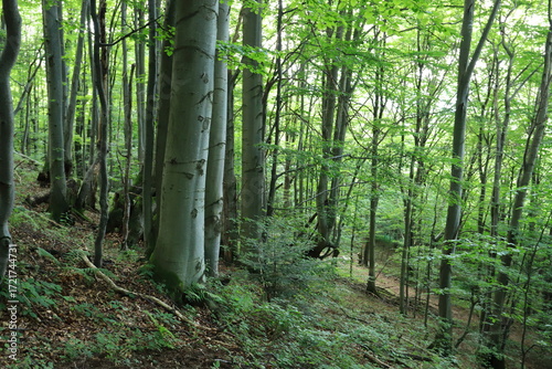 Fototapeta Naklejka Na Ścianę i Meble -  Old beech tree in Bieszczady Mountains, Poland
