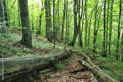 Fototapeta Naklejka Na Ścianę i Meble -  Old beech tree in Bieszczady Mountains, Poland