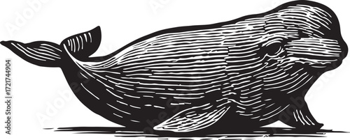 Vintage woodcut illustration of a humpback whale breaching from the ocean waves with a dramatic and textured artistic style