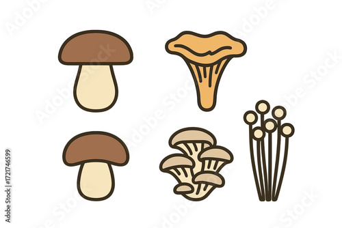 Collection of various edible mushrooms including boletus, chanterelle, oyster, and enoki fungi for culinary use