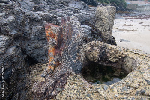 Barnacles and limpets growing on concrete at Padstow Cornwall