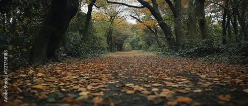 Autumnal woodland path fallen leaves trees and a natural walking trail