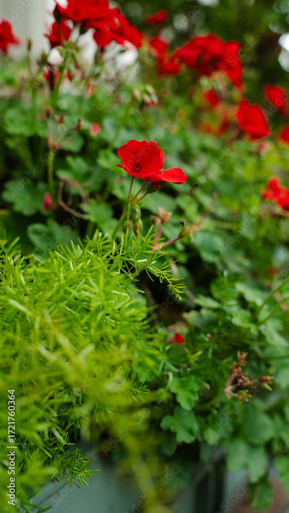 Fototapeta premium Beautiful red blossom captured in natural light, crisp petals standing out against soft greenery in background