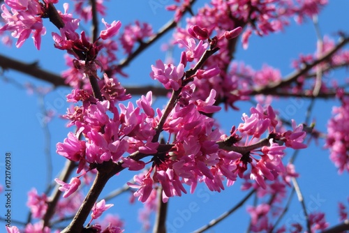 Cercis siliquastrum flowers on blue sky background in Florida nature