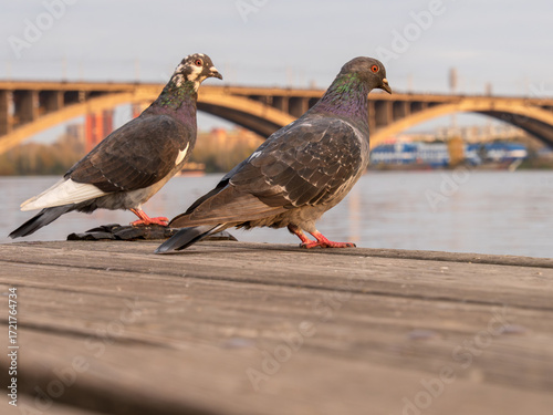 Pair of urban pigeons standing on the shore of a pond