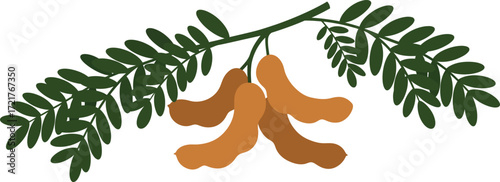 Tamarind fruit with leaves vector illustration scalable graphic for various uses