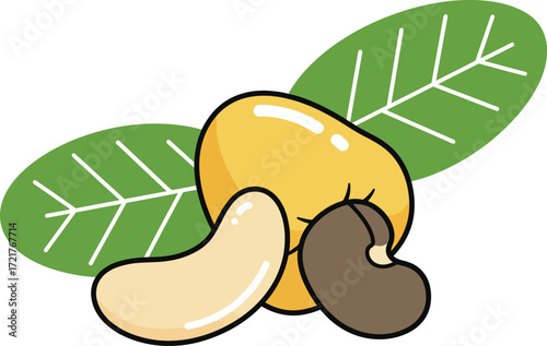 Cashew fruit vector illustration scalable graphic healthy food elements for design projects