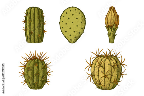 Different types of cacti displayed in a detailed botanical illustration featuring various shapes and textures