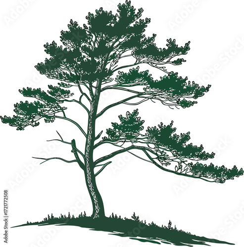 Vector illustration of a green tree silhouette, isolated on white with summer foliage and branches