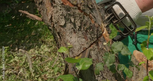 A gardener cuts down an apple tree trunk with a chainsaw, sawdust flies in all directions, and the end result is a felled tree lying on the grass. A man cuts an old apple tree into firewood.