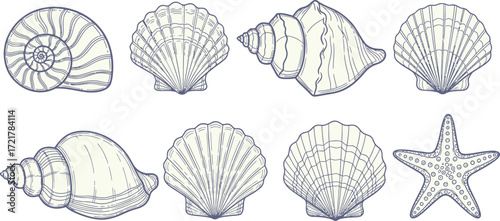 Sea Shell and Starfish Vector Illustration Set