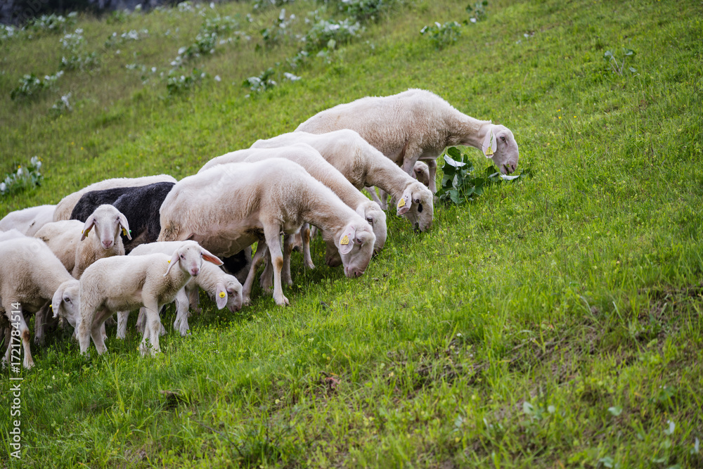 Obraz premium A flock of sheep grazes on lush green grass under a clear sky, showing their natural habitat and daily activity.