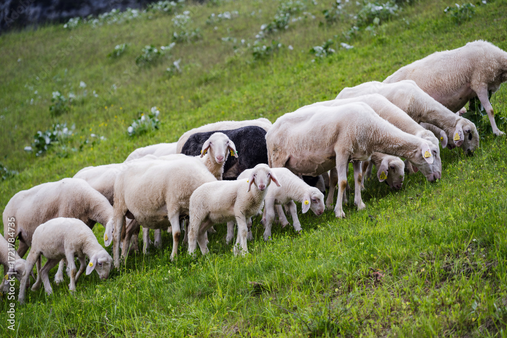 Fototapeta premium A flock of lamb and sheep, including lambs, grazes on a lush green hillside under a clear sky during the summer season.