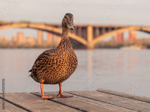 Female mallard standing on the shore of a pond