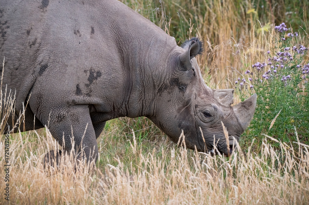 Obraz premium Close up Black Rhinoceros Walking in Grass
