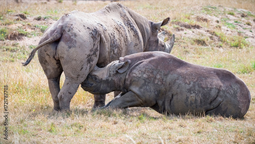 Black Rhinoceros Calf Feeding from its Mother