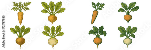 Different types of radishes displayed with various colors and shapes on a white background for educational purposes