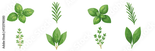 Different types of fresh herbs including basil, rosemary, and thyme arranged on a clean background