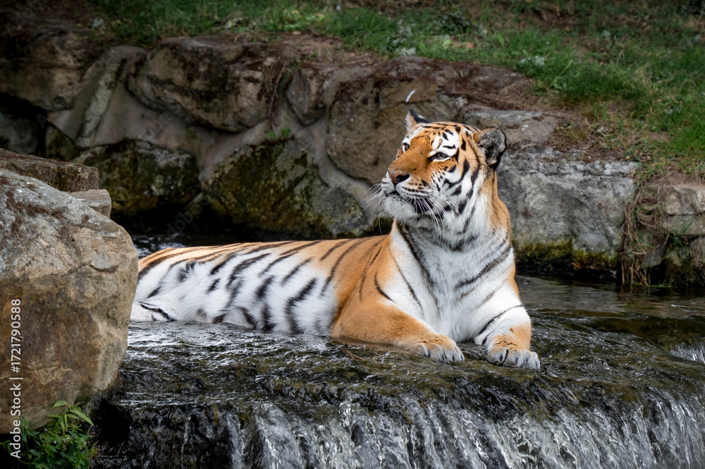 Obraz premium Amur Tiger Sitting on top of a Small Waterfall