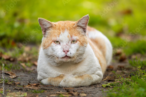 red fluffy cat lies on a wooden fence on a summer day.