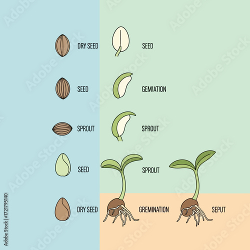 Seed Germination Stages A Visual Guide to Plant Growth