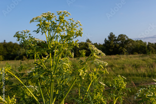 Poison hemlock in a sunny field showcasing its white umbel flower clusters and toxic characteristics typical of Conium maculatum