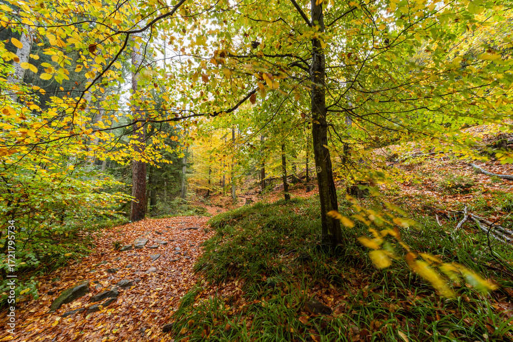 Fototapeta premium Herbstliche Wanderung im Edenkobener Tal entlang des Triefenbachs mit buntem Laub und kleinen Brücken