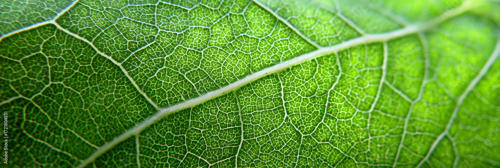 Fototapeta premium Intricate Green Leaf Veins Macro View