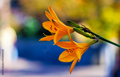 Vibrant Orange Daylilies in Bloom