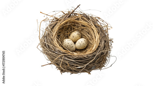 Three speckled eggs nestled safely in a natural twigs and straw bird's nest a transparent background