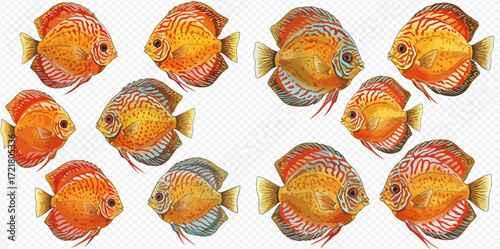 A collection of colorful orange and red discus fish, a popular freshwater aquarium species, isolated on a white background.