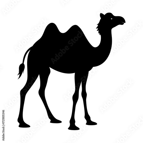 a ccamel in the desert