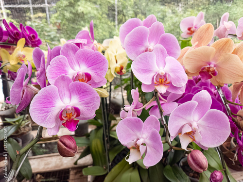 Orchid garden with pink and purple flowers. Orchids blooming in a greenhouse. Beautiful orchids with different colors. Fresh orchids showcasing vibrant petals. Exotic orchids in full bloom