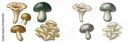 Collection of various mushroom illustrations showcasing different shapes and sizes with intricate details