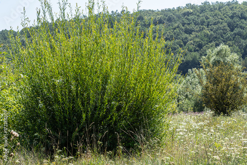 Bright green Salix caprea plants thrive in a natural setting surrounded by lush vegetation and rolling hills during a sunny day in early summer