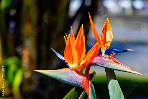 Tropical Elegance: Bird of Paradise in Tenerife