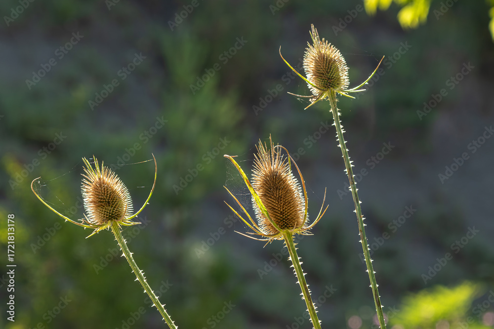 Obraz premium Wild teasel Dipsacus fullonum growing in a natural habitat during golden hour light