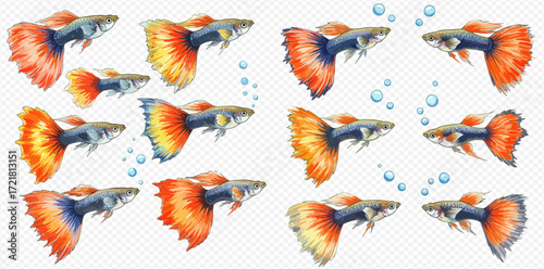 A beautiful watercolor illustration set of colorful guppy fish swimming with vibrant tails and fins against a light background.