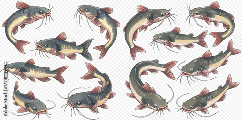 A collection of detailed catfish illustrations, showcasing the aquatic animals in various dynamic swimming poses from multiple angles.
