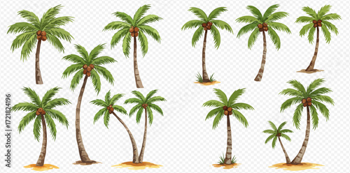A diverse collection of illustrated tropical coconut palm trees, isolated on a transparent background for design elements.